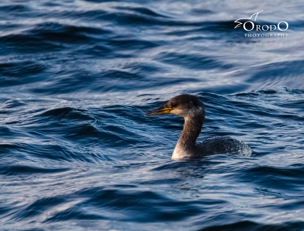 Red-necked Grebe