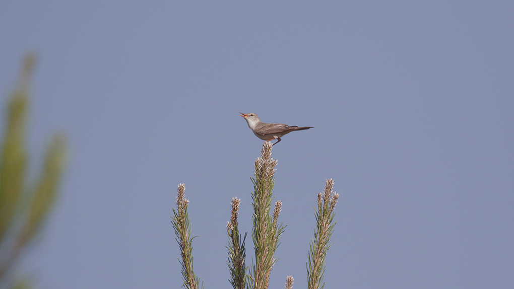 Upcher`s Warbler