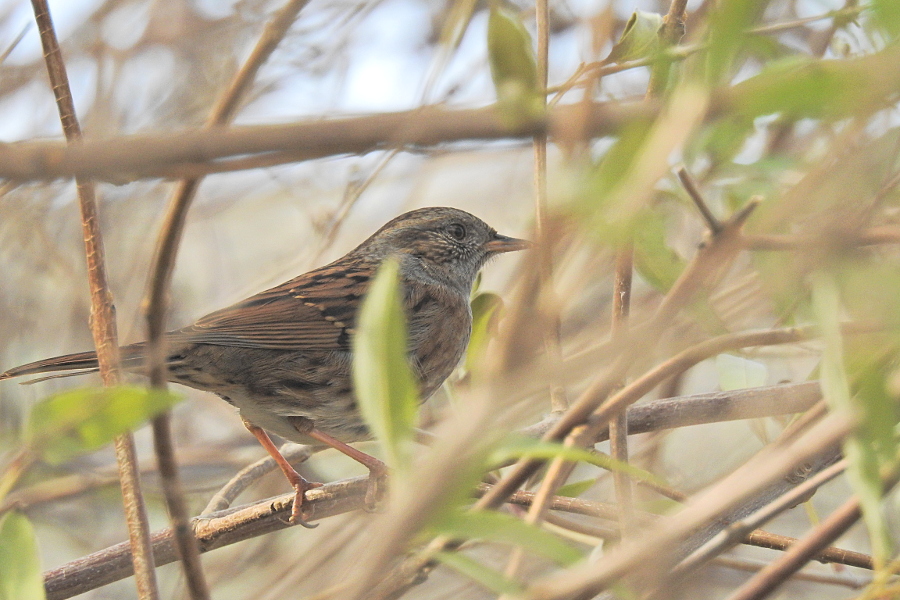 Dunnock