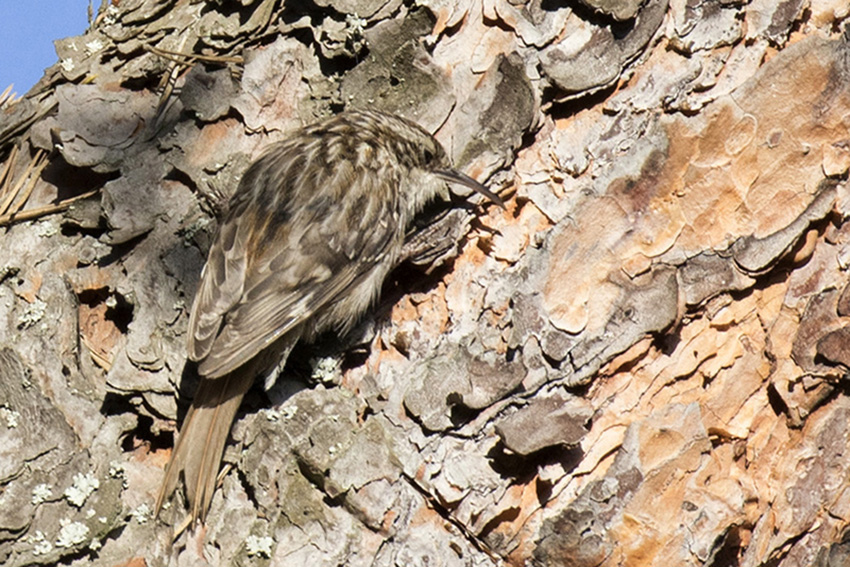 Eurasian Treecreeper