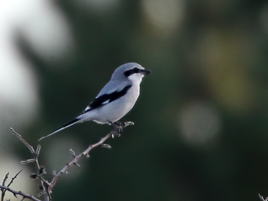 Great Grey Shrike