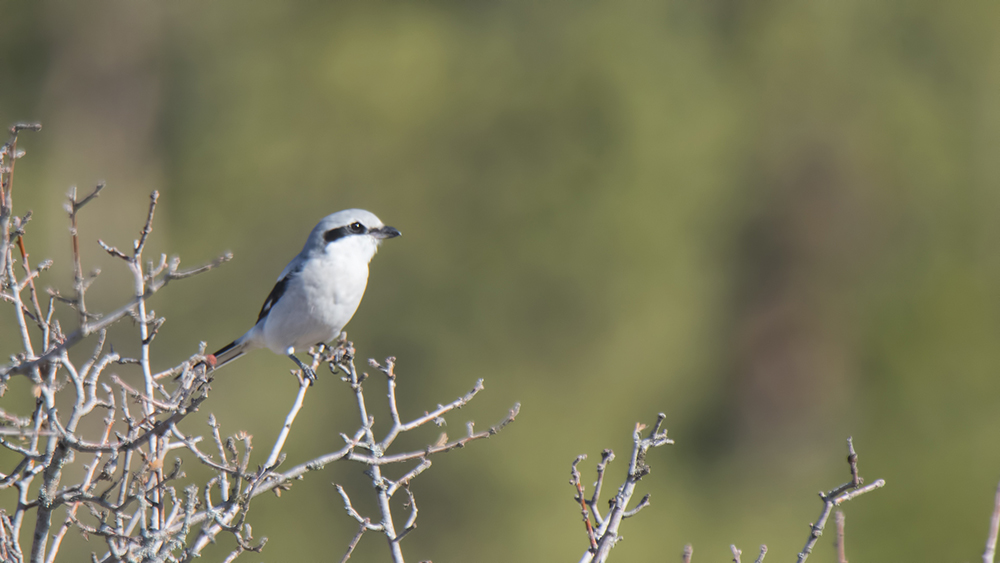 Great Grey Shrike