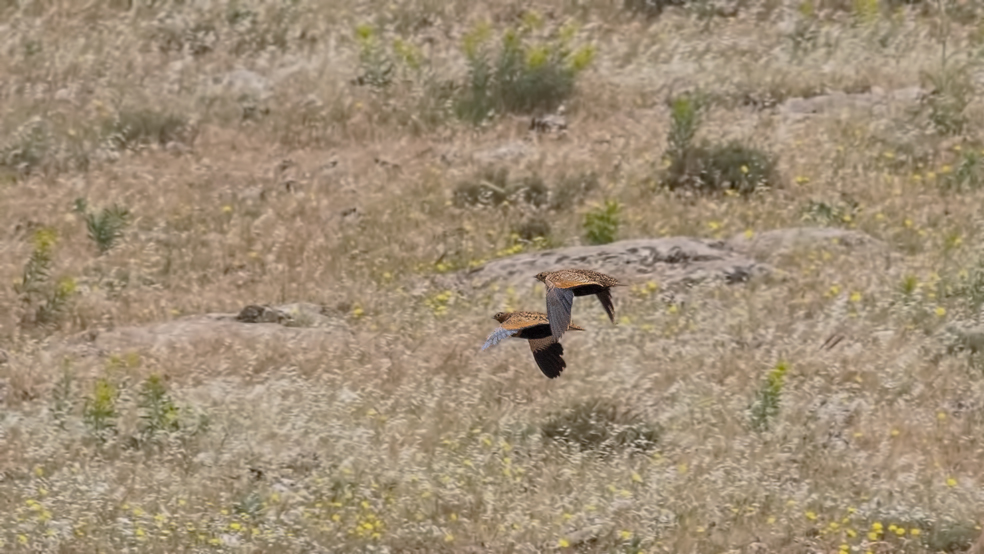 Black-bellied Sandgrouse