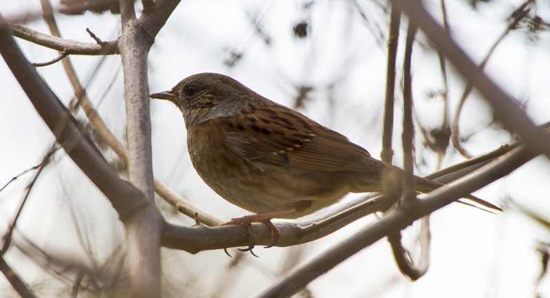 Dunnock