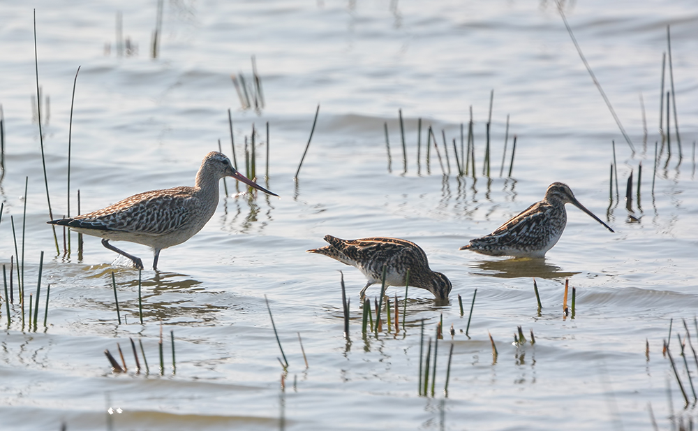 Bar-tailed Godwit