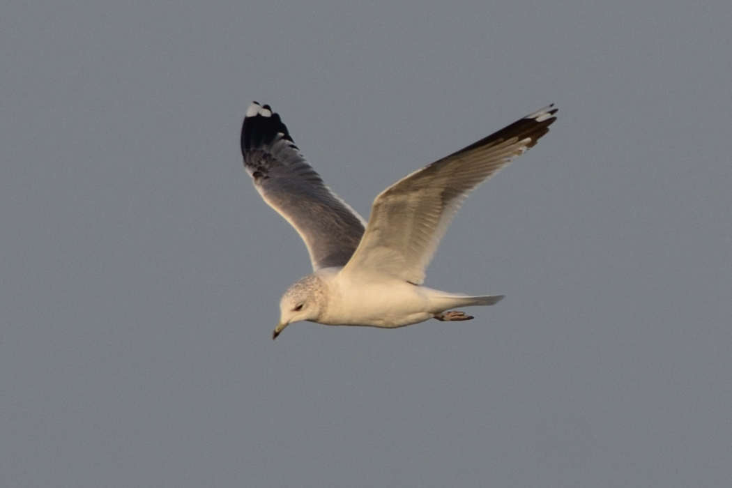 Common Gull
