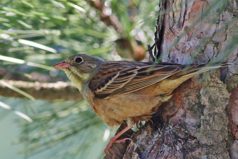 Ortolan Bunting