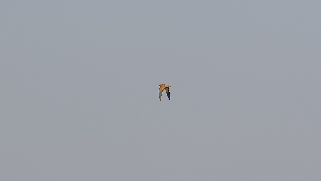 Black-bellied Sandgrouse