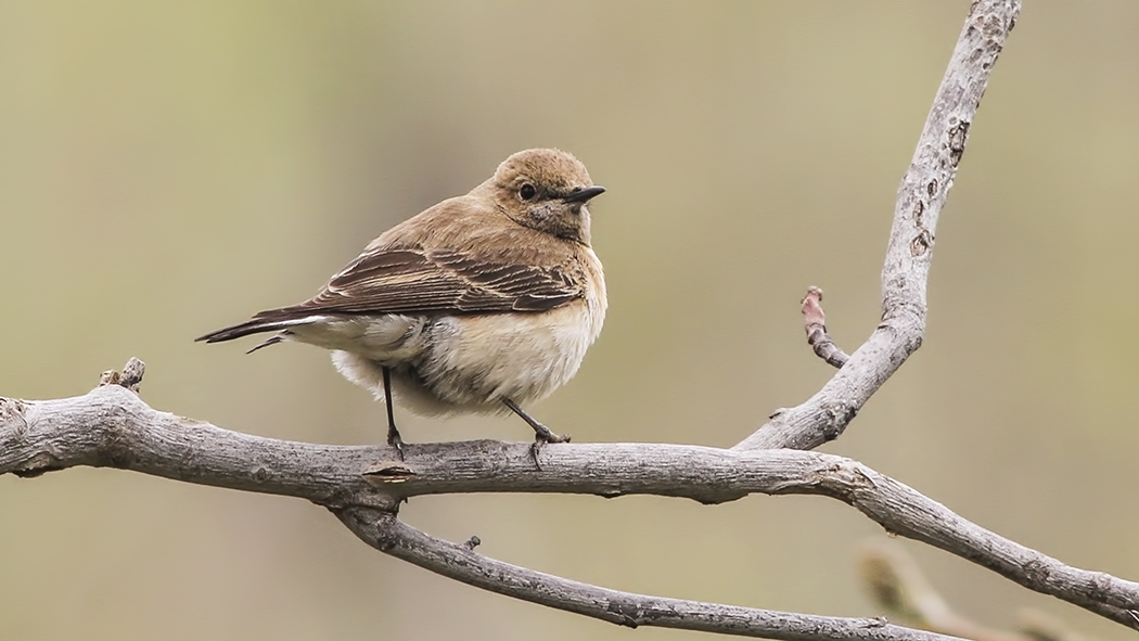 Black-eared Wheatear