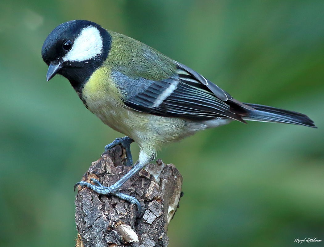 Great Tit