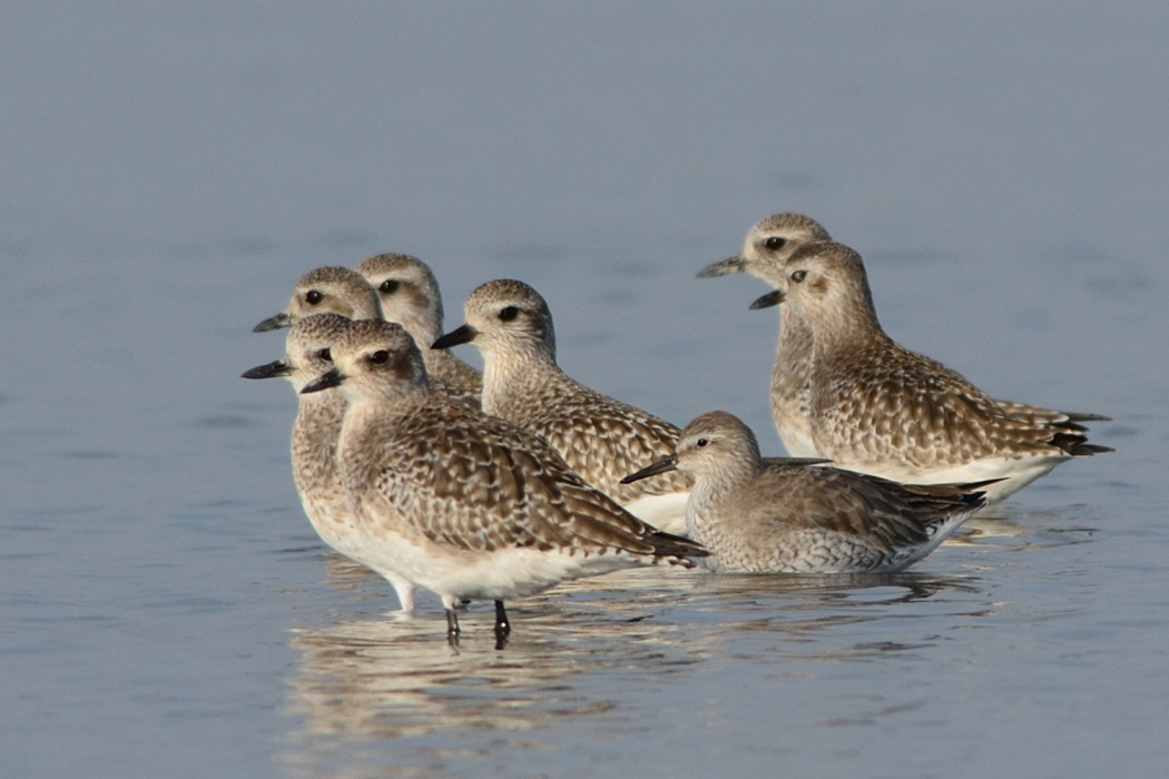 Red Knot