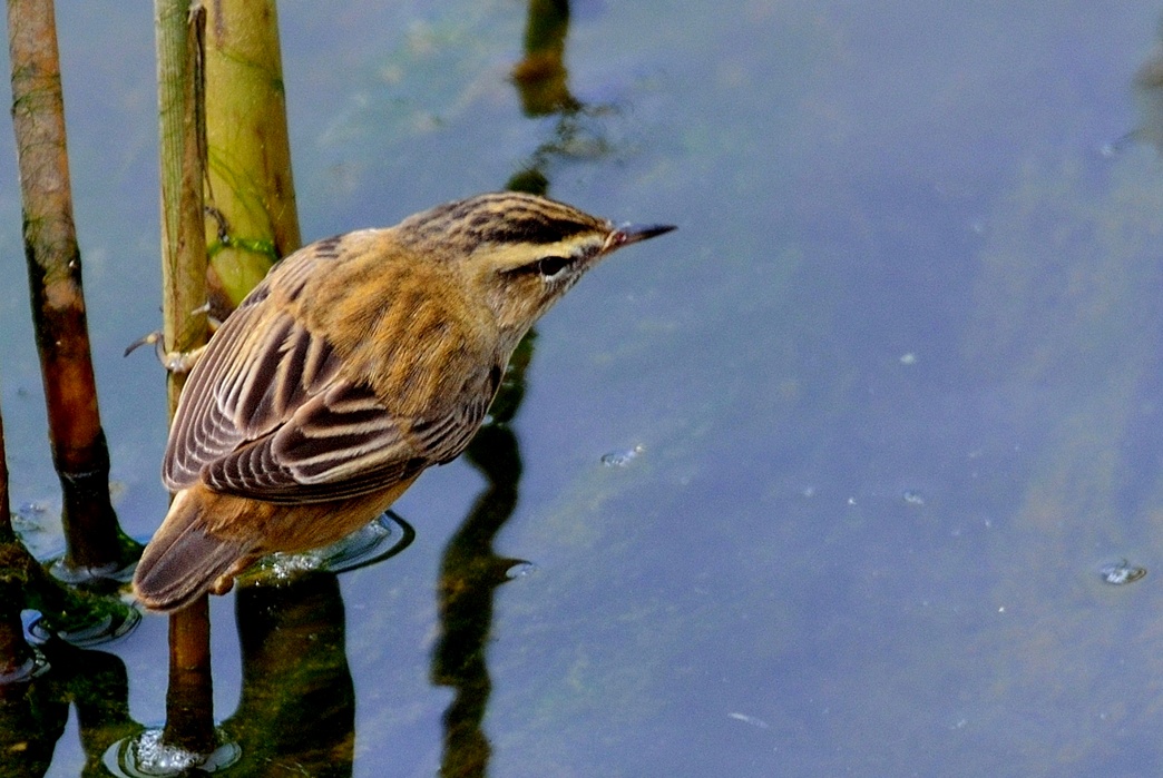 Sedge Warbler