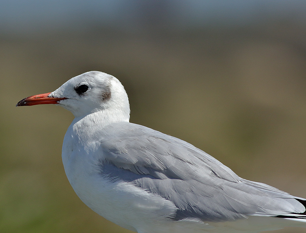 Black-headed Gull