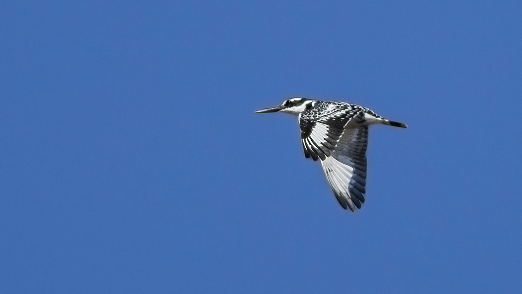 Pied Kingfisher