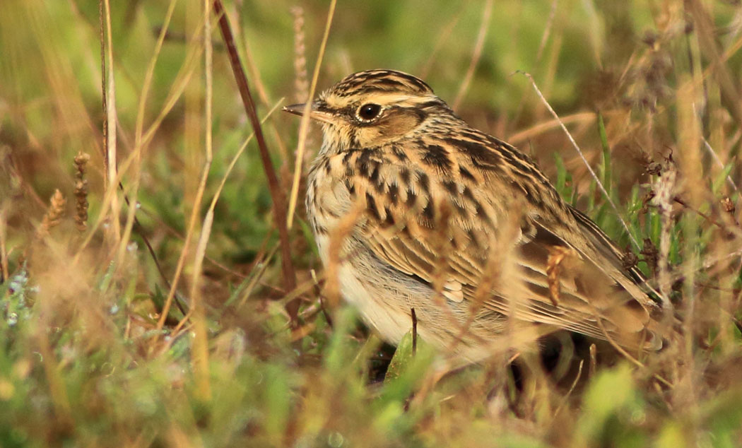 Woodlark