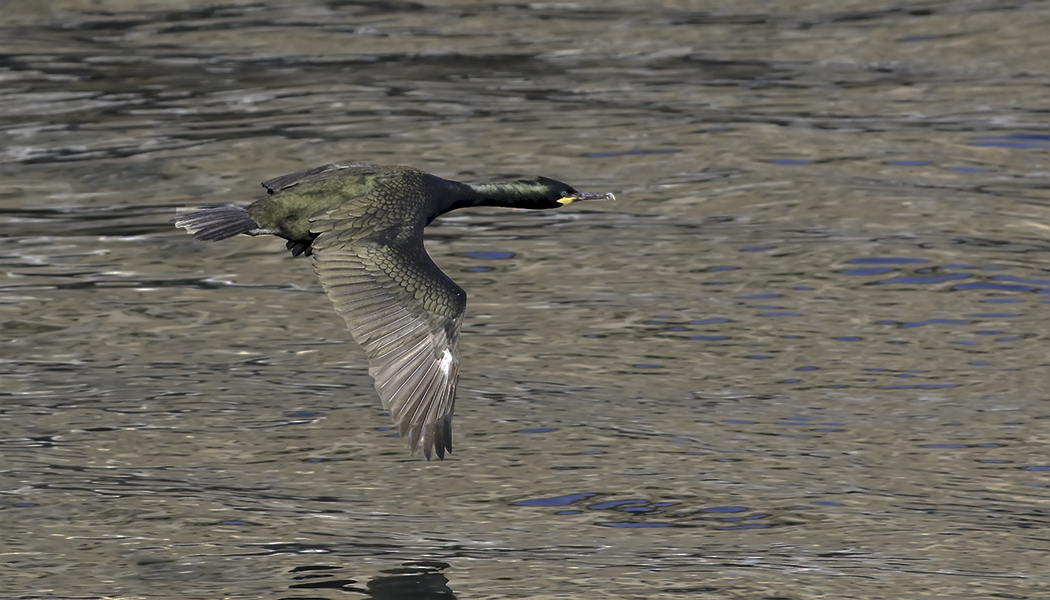 European Shag