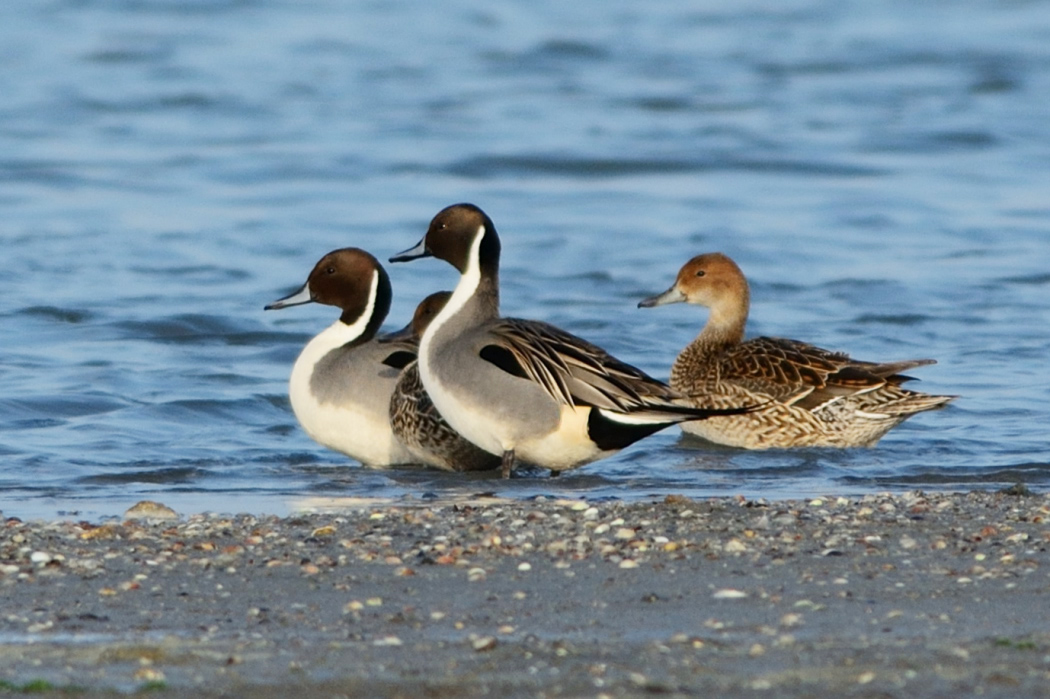 Northern Pintail