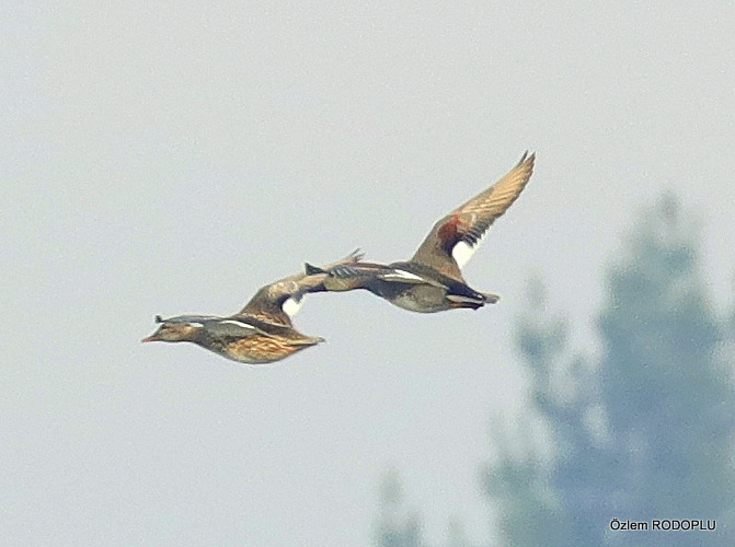 Gadwall