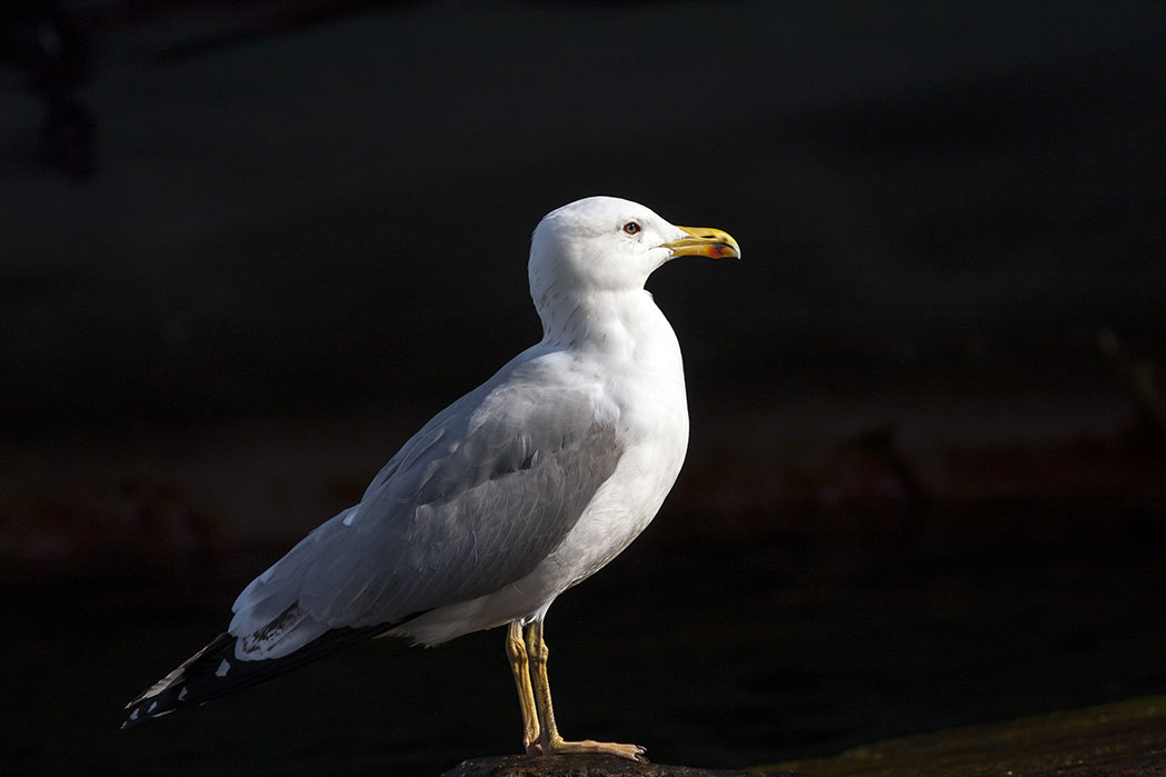 Yellow-legged Gull