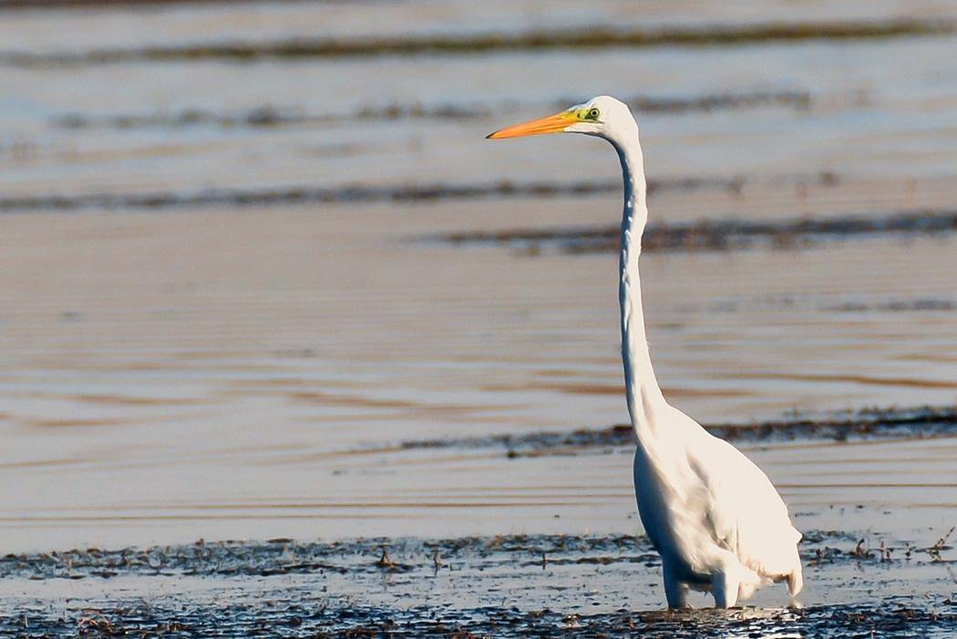 Great Egret