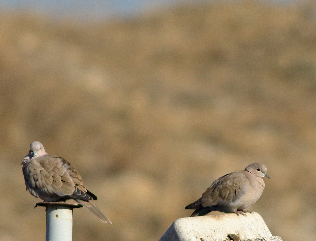 Eurasian Collared Dove