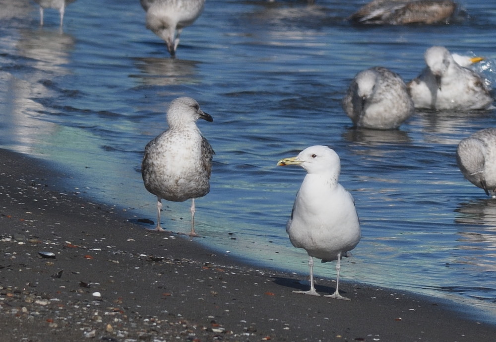 Caspian Gull