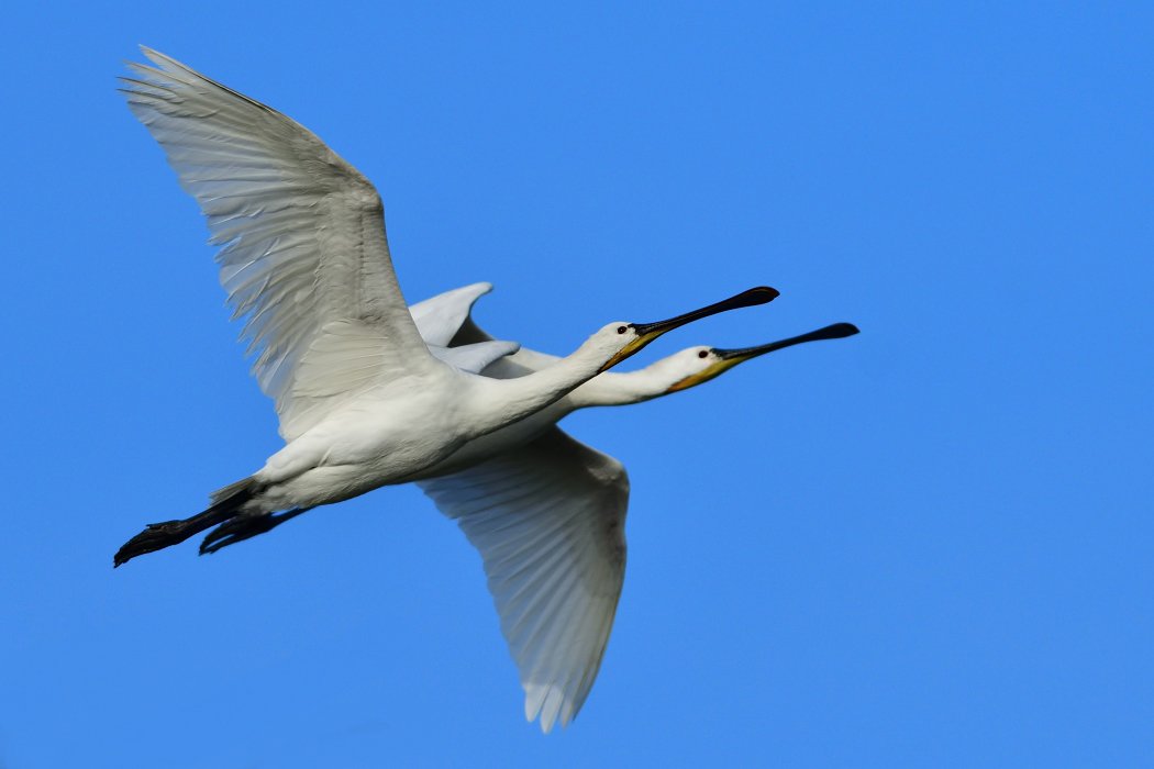 Eurasian Spoonbill