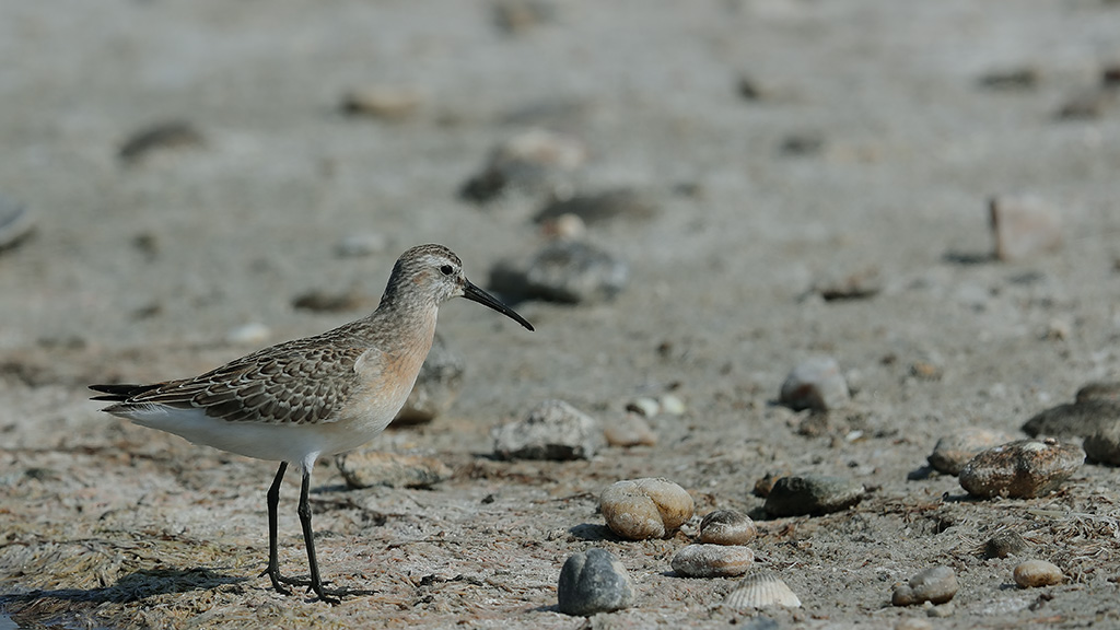 Curlew Sandpiper
