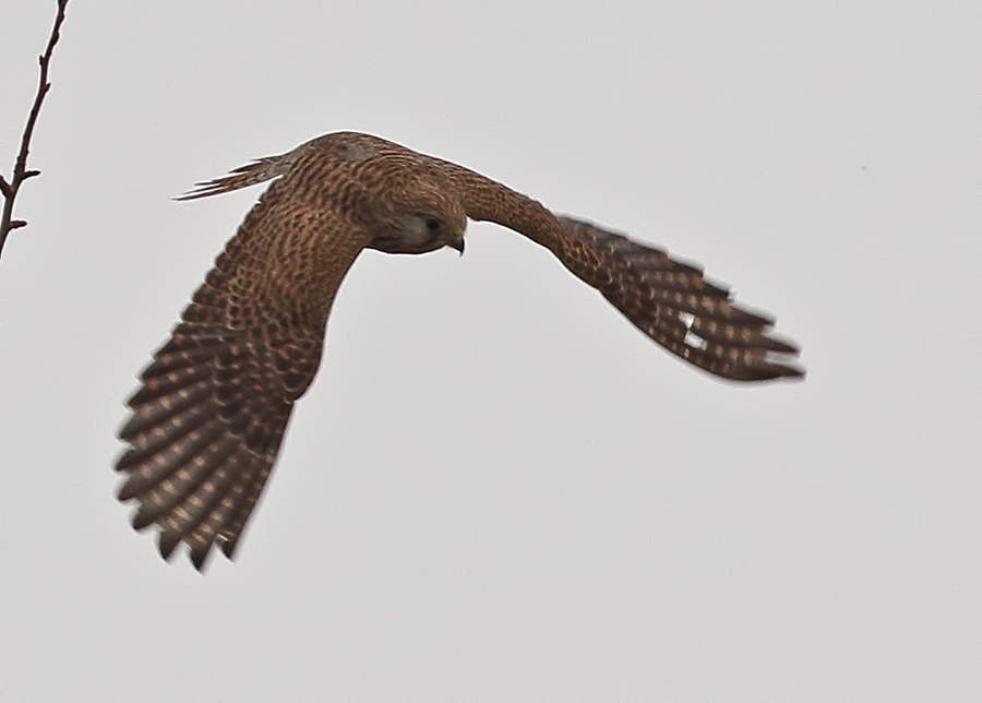 Common Kestrel