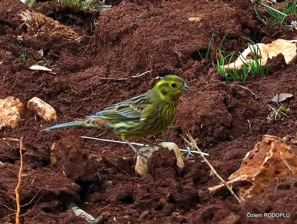 Yellowhammer