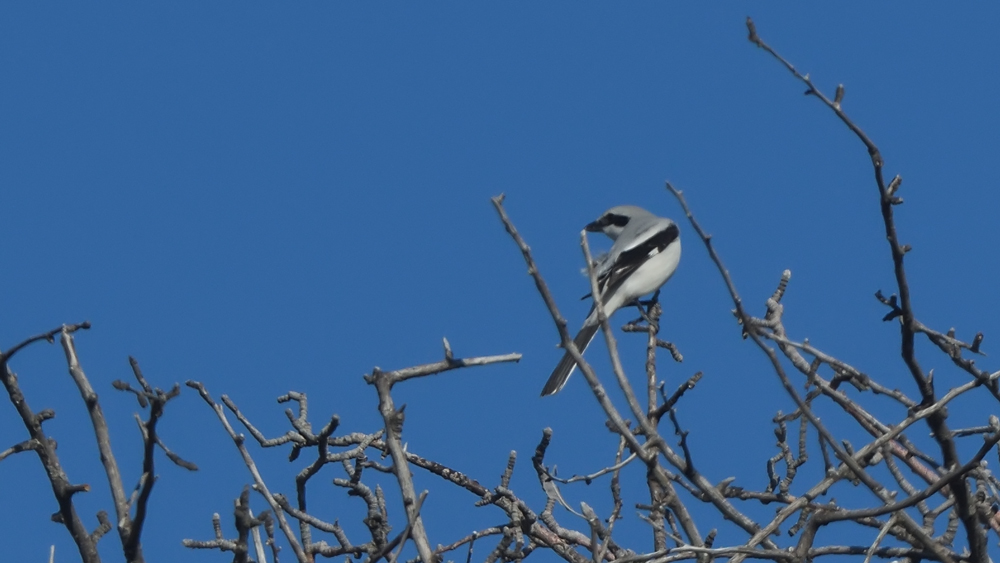 Great Grey Shrike