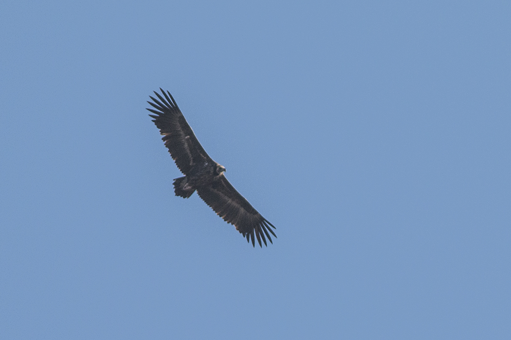 Cinereous Vulture