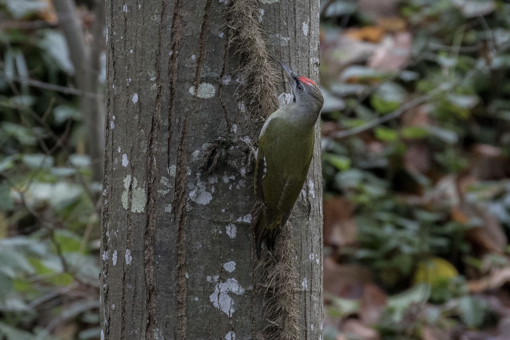 Grey-headed Woodpecker