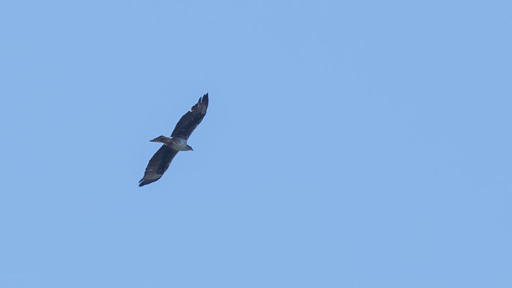 Bonelli`s Eagle