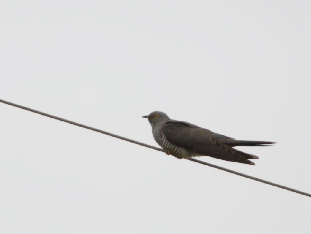 Common Cuckoo