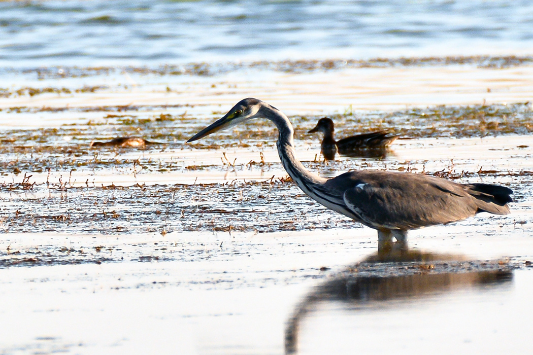 Grey Heron