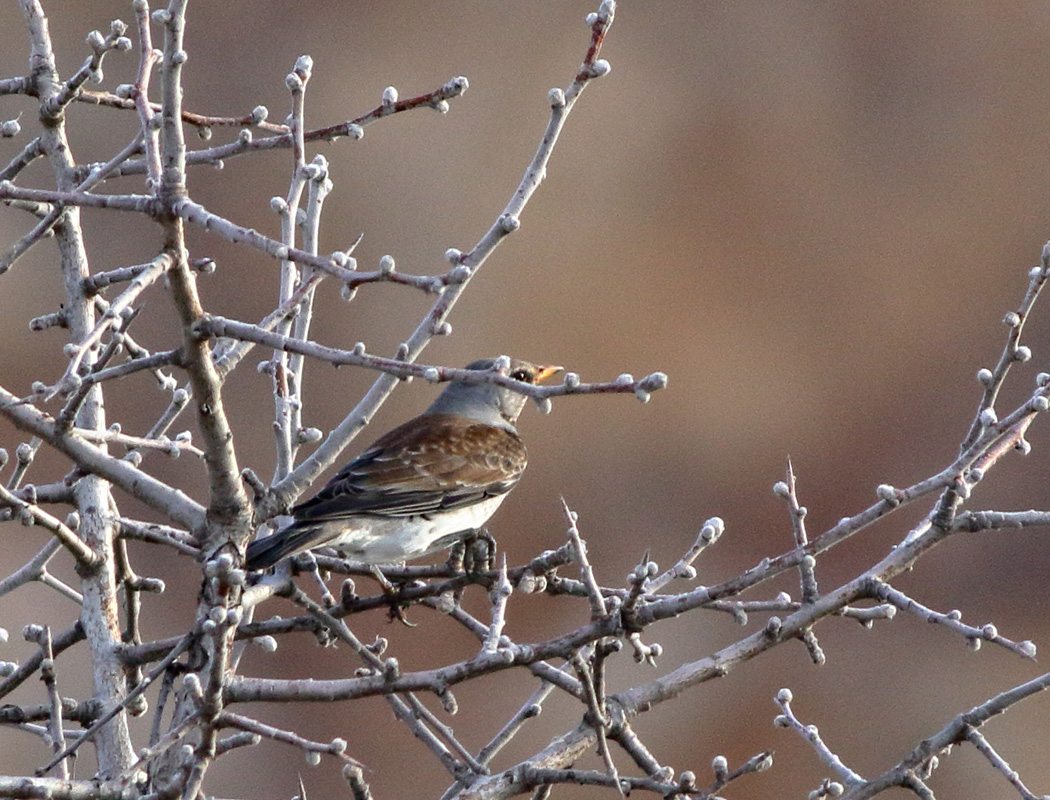 Fieldfare