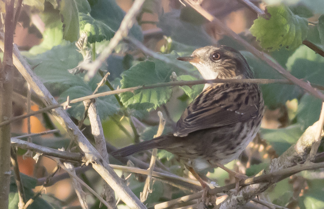 Dunnock