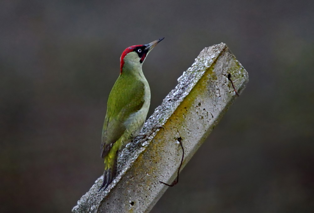 European Green Woodpecker