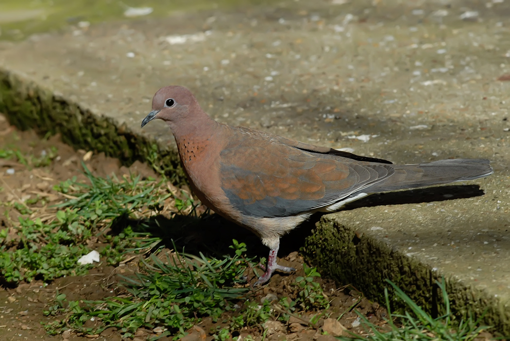 Küçük Kumru