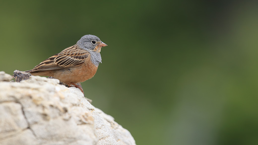 Cretzschmar`s Bunting