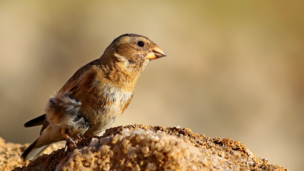 Eurasian Crimson-winged Finch