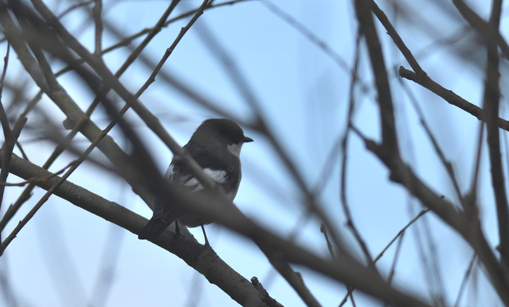 European Pied Flycatcher