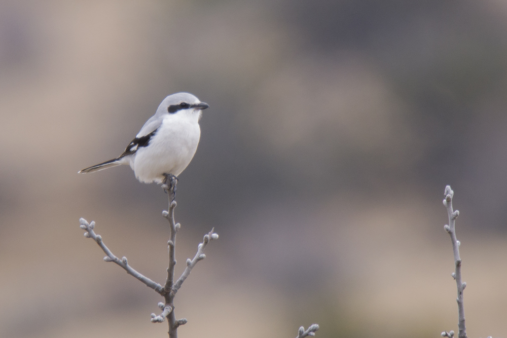 Great Grey Shrike