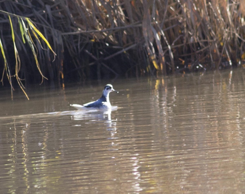 Red-necked Phalarope