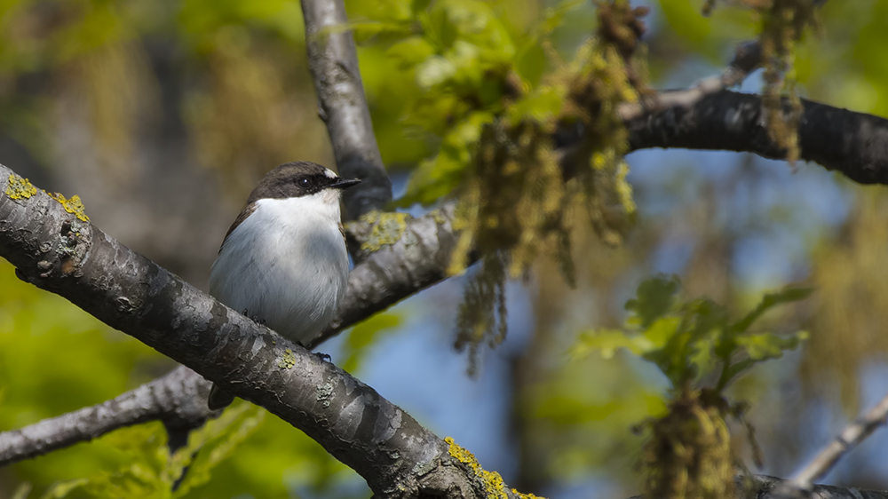European Pied Flycatcher