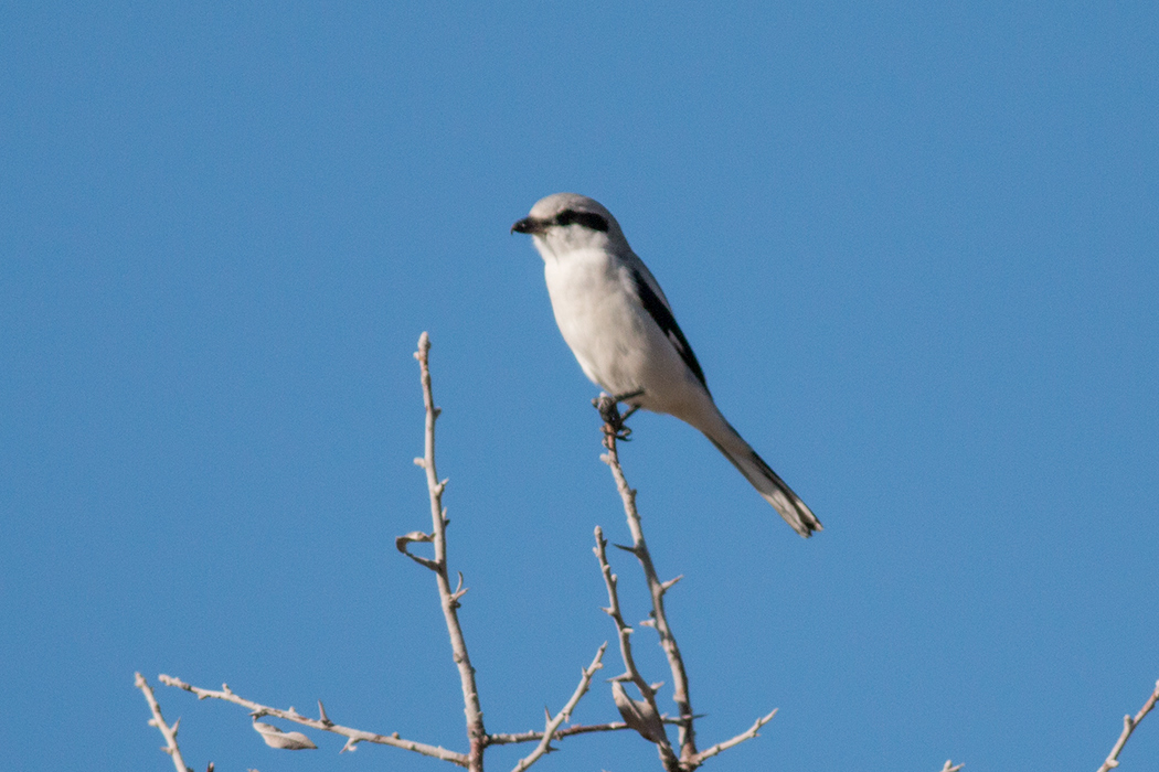 Great Grey Shrike
