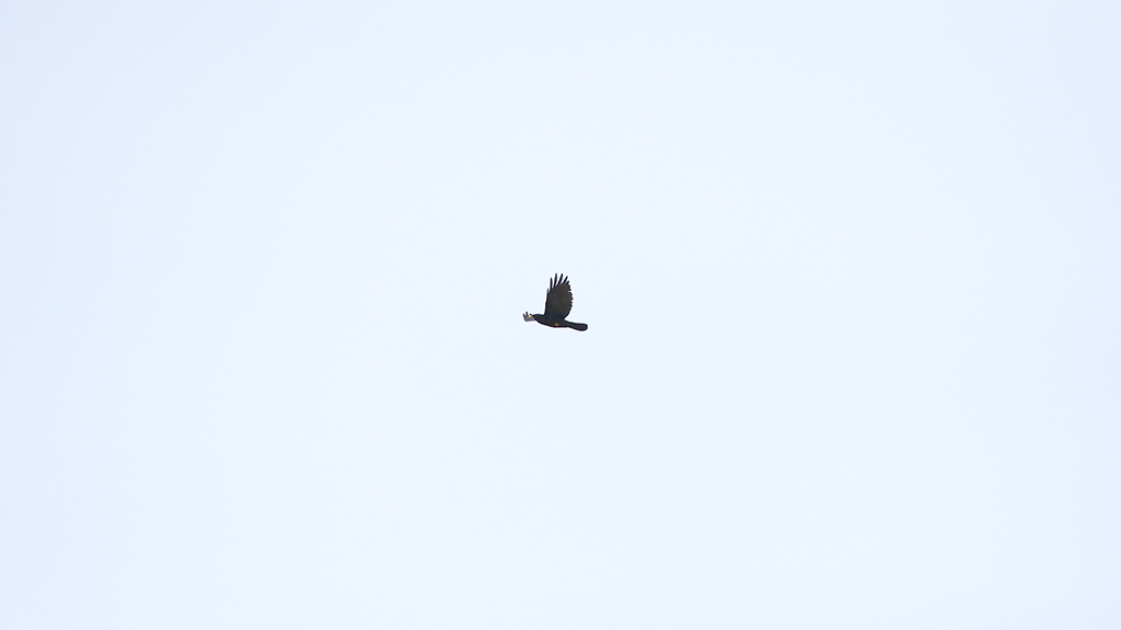 Alpine Chough