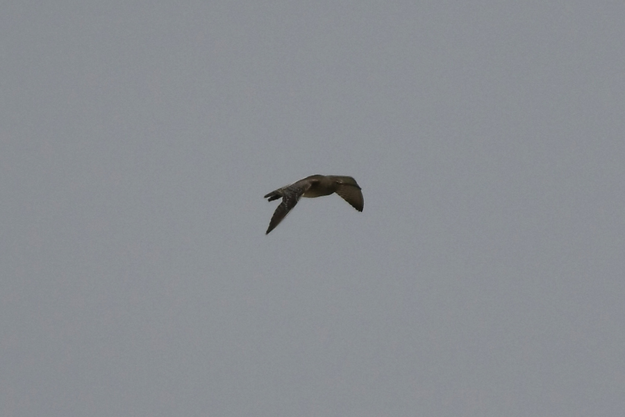 Eurasian Whimbrel