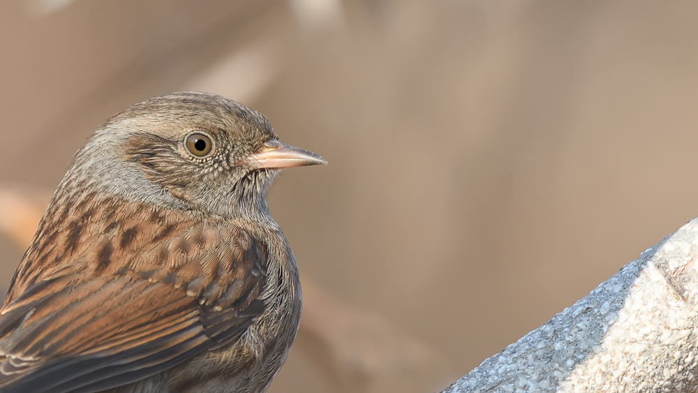 Dunnock